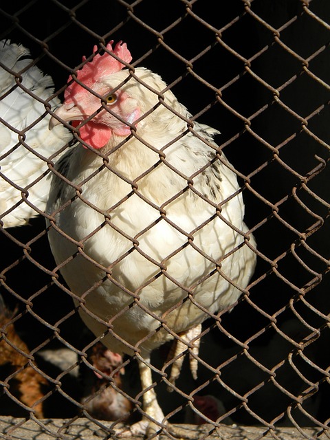 女排背景 女排背景