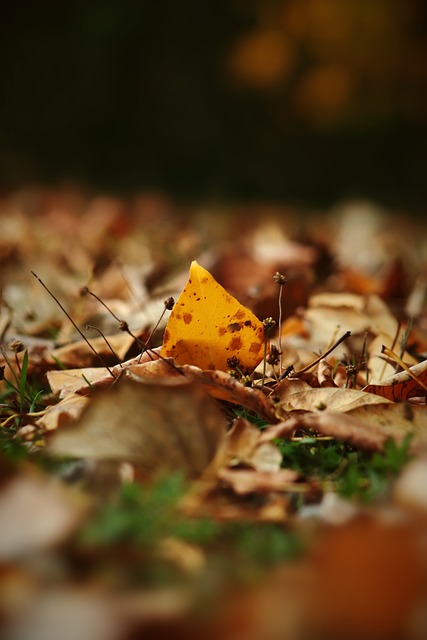 保持了观赏 保持了观赏